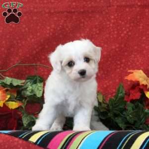 Flamingo, Maltipoo Puppy